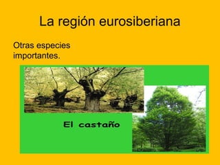 La región eurosiberiana
Otras especies
importantes.

 