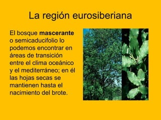 La región eurosiberiana
El bosque mascerante
o semicaducifolio lo
podemos encontrar en
áreas de transición
entre el clima oceánico
y el mediterráneo; en él
las hojas secas se
mantienen hasta el
nacimiento del brote.

 