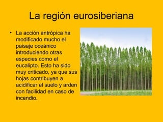La región eurosiberiana
• La acción antrópica ha
modificado mucho el
paisaje oceánico
introduciendo otras
especies como el
eucalipto. Esto ha sido
muy criticado, ya que sus
hojas contribuyen a
acidificar el suelo y arden
con facilidad en caso de
incendio.

 