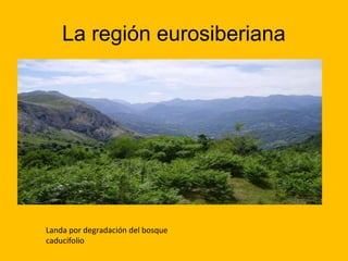 La región eurosiberiana

Landa por degradación del bosque
caducifolio

 