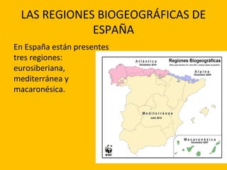 LAS REGIONES BIOGEOGRÁFICAS DE
ESPAÑA
En España están presentes
tres regiones:
eurosiberiana,
mediterránea y
macaronésica.

 