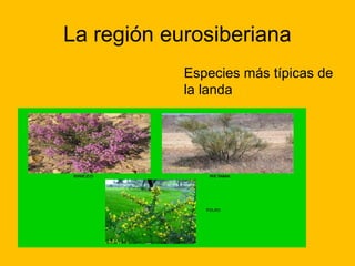 La región eurosiberiana
Especies más típicas de
la landa

 