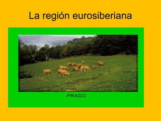 La región eurosiberiana

 