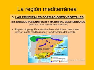 La región mediterránea

 