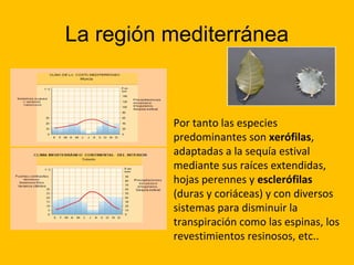 La región mediterránea

Por tanto las especies
predominantes son xerófilas,
adaptadas a la sequía estival
mediante sus raíces extendidas,
hojas perennes y esclerófilas
(duras y coriáceas) y con diversos
sistemas para disminuir la
transpiración como las espinas, los
revestimientos resinosos, etc..

 