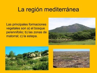 La región mediterránea
Las principales formaciones
vegetales son a) el bosque
perennifolio; b) las zonas de
matorral; c) la estepa.

 