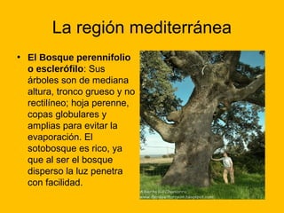 La región mediterránea
• El Bosque perennifolio
o esclerófilo: Sus
árboles son de mediana
altura, tronco grueso y no
rectilíneo; hoja perenne,
copas globulares y
amplias para evitar la
evaporación. El
sotobosque es rico, ya
que al ser el bosque
disperso la luz penetra
con facilidad.

 