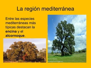 La región mediterránea
Entre las especies
mediterráneas más
típicas destacan la
encina y el
alcornoque.

 