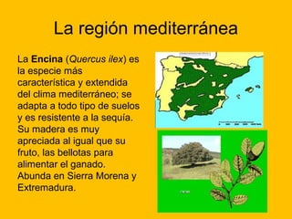La región mediterránea
La Encina (Quercus ilex) es
la especie más
característica y extendida
del clima mediterráneo; se
adapta a todo tipo de suelos
y es resistente a la sequía.
Su madera es muy
apreciada al igual que su
fruto, las bellotas para
alimentar el ganado.
Abunda en Sierra Morena y
Extremadura.

 