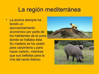 La región mediterránea
• La encina siempre ha
tenido un
aprovechamiento
económico por parte de
los habitantes de la zona
donde se hallaba ésta.
Su madera se ha usado
para carpintería y para
hacer carbón, mientras
que sus bellotas para la
cría del cerdo ibérico.

 
