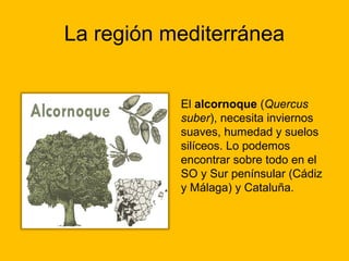 La región mediterránea
El alcornoque (Quercus
suber), necesita inviernos
suaves, humedad y suelos
silíceos. Lo podemos
encontrar sobre todo en el
SO y Sur penínsular (Cádiz
y Málaga) y Cataluña.

 