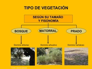 TIPO DE VEGETACIÓN
SEGÚN SU TAMAÑO
Y FISONOMÍA
BOSQUE

Dominio árboreo

Fuente: colección particular

MATORRAL

Dominio arbustivo

PRADO

Dominio herbáceo

 