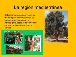 La región mediterránea
Del alcornoque se aprovecha su
madera para la construcción de
toneles y antiguamente de
barcos, pero sobre todo se usa su
corteza de la que se extrae el
corcho.

 