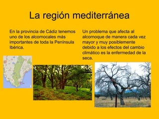 La región mediterránea
En la provincia de Cádiz tenemos
uno de los alcornocales más
importantes de toda la Península
Ibérica.

Un problema que afecta al
alcornoque de manera cada vez
mayor y muy posiblemente
debido a los efectos del cambio
climático es la enfermedad de la
seca.

 