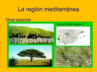 La región mediterránea
Otras especies

 