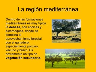La región mediterránea
Dentro de las formaciones
mediterráneas es muy típica
la dehesa, con encinas y
alcornoques, donde se
combina el
aprovechamiento forestal
con el ganadero,
especialmente porcino,
vacuno y bravo. Es
obviamente un tipo de
vegetación secundaria.

 