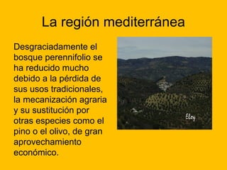 La región mediterránea
Desgraciadamente el
bosque perennifolio se
ha reducido mucho
debido a la pérdida de
sus usos tradicionales,
la mecanización agraria
y su sustitución por
otras especies como el
pino o el olivo, de gran
aprovechamiento
económico.

 