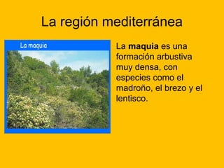 La región mediterránea
La maquia es una
formación arbustiva
muy densa, con
especies como el
madroño, el brezo y el
lentisco.

 