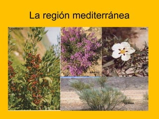 La región mediterránea

 