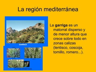 La región mediterránea
La garriga es un
matorral disperso y
de menor altura que
crece sobre todo en
zonas calizas
(lentisco, coscoja,
tomillo, romero...).

 