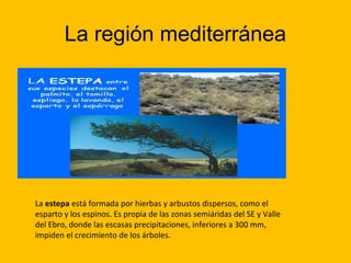 La región mediterránea

La estepa está formada por hierbas y arbustos dispersos, como el
esparto y los espinos. Es propia de las zonas semiáridas del SE y Valle
del Ebro, donde las escasas precipitaciones, inferiores a 300 mm,
impiden el crecimiento de los árboles.

 