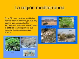 La región mediterránea
En el SE, a su carácter xerófilo las
plantas unen el termófilo, ya que hay
plantas que no soportan las
temperaturas inferiores a los 0º, como
el palmito, la única palmera que
crece de forma espontánea en
Europa.

 