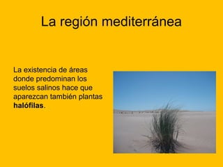 La región mediterránea

La existencia de áreas
donde predominan los
suelos salinos hace que
aparezcan también plantas
halófilas.

 