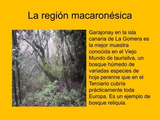 La región macaronésica
• Garajonay en la isla
canaria de La Gomera es
la mejor muestra
conocida en el Viejo
Mundo de laurisilva, un
bosque húmedo de
variadas especies de
hoja perenne que en el
Terciario cubría
prácticamente toda
Europa. Es un ejemplo de
bosque reliquia.

 