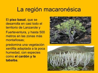 La región macaronésica
El piso basal, que se
desarrolla en casi todo el
territorio de Lanzarote y
Fuerteventura, y hasta 500
metros en las zonas más
montañosas;
predomina una vegetación
xerófila adaptada a la poca
humedad, con especies
como el cardón y la
tabaiba.

 