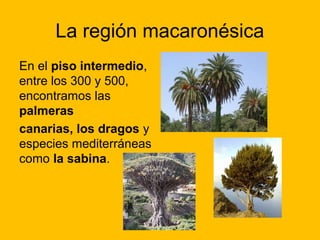 La región macaronésica
En el piso intermedio,
entre los 300 y 500,
encontramos las
palmeras
canarias, los dragos y
especies mediterráneas
como la sabina.

 