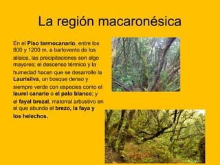 La región macaronésica
En el Piso termocanario, entre los
800 y 1200 m, a barlovento de los
alisios, las precipitaciones son algo
mayores; el descenso térmico y la
humedad hacen que se desarrolle la
Laurisilva, un bosque denso y
siempre verde con especies como el
laurel canario o el palo blanco; y
el fayal brezal, matorral arbustivo en
el que abunda el brezo, la faya y
los helechos.

 