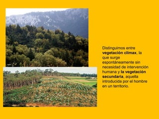 Distinguimos entre
vegetación clímax, la
que surge
espontáneamente sin
necesidad de intervención
humana y la vegetación
secundaria, aquella
introducida por el hombre
en un territorio.

 
