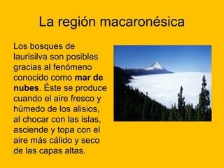 La región macaronésica
Los bosques de
laurisilva son posibles
gracias al fenómeno
conocido como mar de
nubes. Éste se produce
cuando el aire fresco y
húmedo de los alisios,
al chocar con las islas,
asciende y topa con el
aire más cálido y seco
de las capas altas.

 