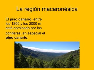 La región macaronésica
El piso canario, entre
los 1200 y los 2000 m
está dominado por las
coniferas, en especial el
pino canario.

 