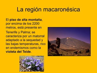 La región macaronésica
El piso de alta montaña,
por encima de los 2200
metros, está presente en
Tenerife y Palma; se
caracteriza por un matorral
adaptado a la sequedad y
las bajas temperaturas, rico
en endemismos como la
violeta del Teide.

 