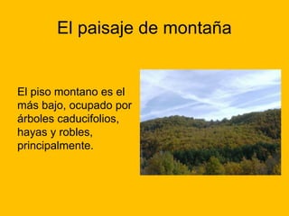 El paisaje de montaña

El piso montano es el
más bajo, ocupado por
árboles caducifolios,
hayas y robles,
principalmente.

 