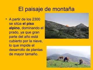 El paisaje de montaña
• A partir de los 2300
se sitúa el piso
alpino, dominando el
prado, ya que gran
parte del año está
cubierto por la nieve,
lo que impide el
desarrollo de plantas
de mayor tamaño.

 