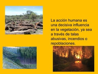 La acción humana es
una decisiva influencia
en la vegetación, ya sea
a través de talas
abusivas, incendios o
repoblaciones.

 