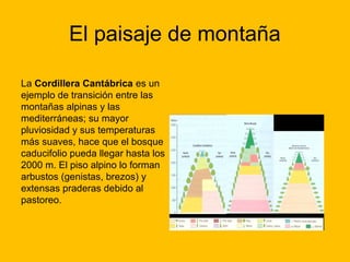 El paisaje de montaña
La Cordillera Cantábrica es un
ejemplo de transición entre las
montañas alpinas y las
mediterráneas; su mayor
pluviosidad y sus temperaturas
más suaves, hace que el bosque
caducifolio pueda llegar hasta los
2000 m. El piso alpino lo forman
arbustos (genistas, brezos) y
extensas praderas debido al
pastoreo.

 