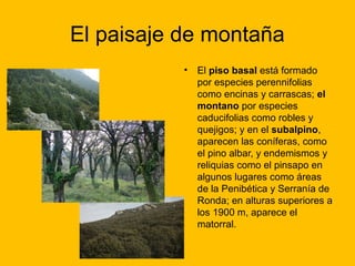 El paisaje de montaña
•

El piso basal está formado
por especies perennifolias
como encinas y carrascas; el
montano por especies
caducifolias como robles y
quejigos; y en el subalpino,
aparecen las coníferas, como
el pino albar, y endemismos y
reliquias como el pinsapo en
algunos lugares como áreas
de la Penibética y Serranía de
Ronda; en alturas superiores a
los 1900 m, aparece el
matorral.

 