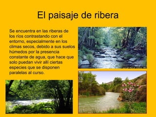 El paisaje de ribera
Se encuentra en las riberas de
los ríos contrastando con el
entorno, especialmente en los
climas secos, debido a sus suelos
húmedos por la presencia
constante de agua, que hace que
solo puedan vivir allí ciertas
especies que se disponen
paralelas al curso.

 