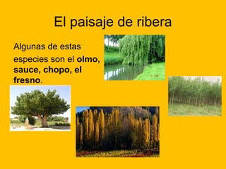 El paisaje de ribera
Algunas de estas
especies son el olmo,
sauce, chopo, el
fresno.

 