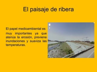 El paisaje de ribera
El papel medioambiental es
muy importantes ya que
atenúa la erosión, previene
inundaciones y suaviza las
temperaturas.

 