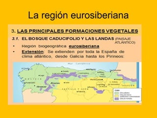 La región eurosiberiana

 