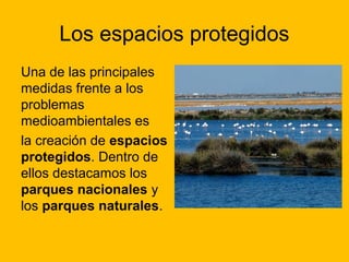 Los espacios protegidos
Una de las principales
medidas frente a los
problemas
medioambientales es
la creación de espacios
protegidos. Dentro de
ellos destacamos los
parques nacionales y
los parques naturales.

 