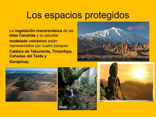 Los espacios protegidos
La vegetación macaronésica de las
Islas Canarias y su peculiar
modelado volcánico están
representados por cuatro parques:
Caldera de Taburiente, Timanfaya,
Cañadas del Teide y
Garajonay.

 
