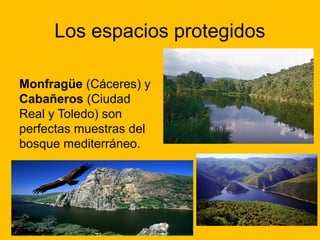 Los espacios protegidos
Monfragüe (Cáceres) y
Cabañeros (Ciudad
Real y Toledo) son
perfectas muestras del
bosque mediterráneo.

 