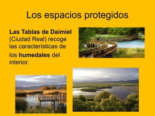 Los espacios protegidos
Las Tablas de Daimiel
(Ciudad Real) recoge
las características de
los humedales del
interior.

 