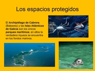 Los espacios protegidos
El Archipiélago de Cabrera
(Baleares) y las Islas Atlánticas
de Galicia son los únicos
parques marítimos; en ellos la
verdadera riqueza se encuentra
en los fondos marinos.

 