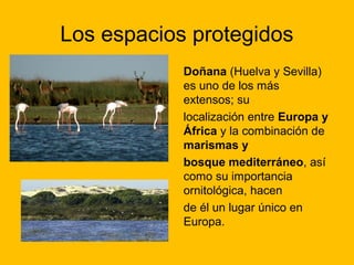 Los espacios protegidos
Doñana (Huelva y Sevilla)
es uno de los más
extensos; su
localización entre Europa y
África y la combinación de
marismas y
bosque mediterráneo, así
como su importancia
ornitológica, hacen
de él un lugar único en
Europa.

 